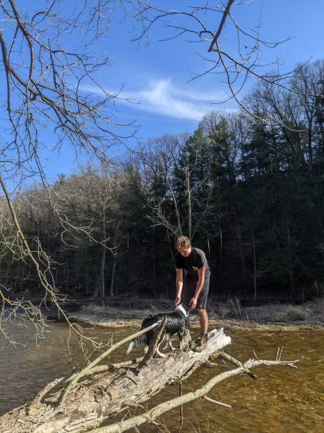 a man stands on a log over a creek with a dog - photography branch tree day imagens e fotografias de stock