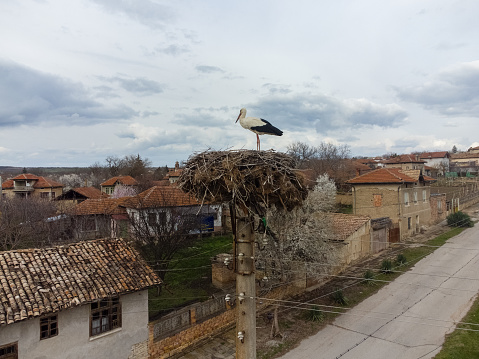 Stork in its nest on a telephone pole in a village