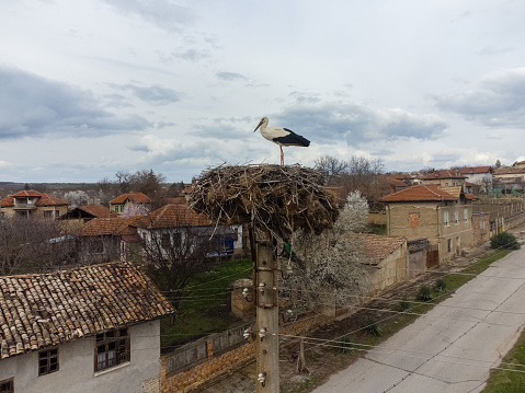 White Stork in Alsace