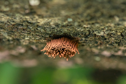 Chocolate tube slime mould growing on a fallen log. Stemonitis axifera. Isparta, Turkey