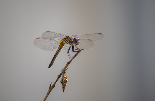 Florida wildlife of female dragonfly on twig or branch