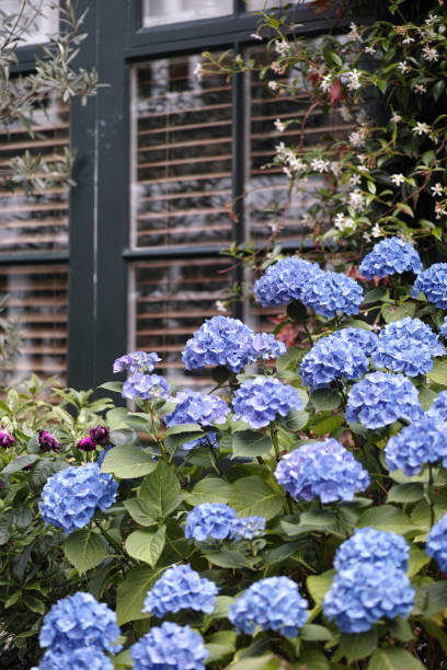 hydrangea macrophylla blu - hydrangea gardening blue ornamental garden foto e immagini stock