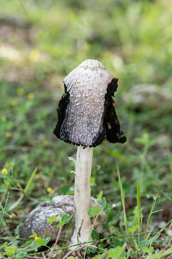 Shaggy inkcap mushroom. Coprinus comatus. Burdur,Turkey.