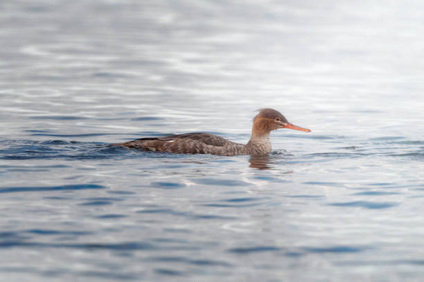 Red-breasted Merganser (Mergus serrator) in the sea
