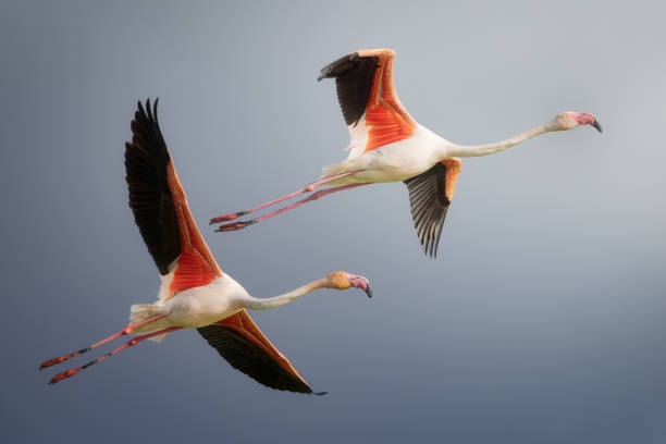 Two flamingos in flight at sunset