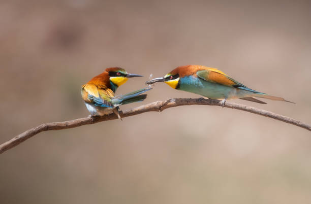istock Pair of bee-eaters during courtship perched on a branch 2087145503