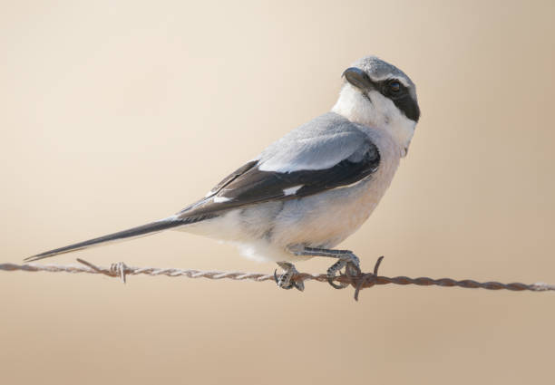 istock Iberian Grey Shrike perched on a wire with neutral background 2087145617