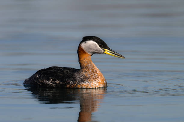 istock Red-necked Grebe duck swimming alone on a lake 2087149701