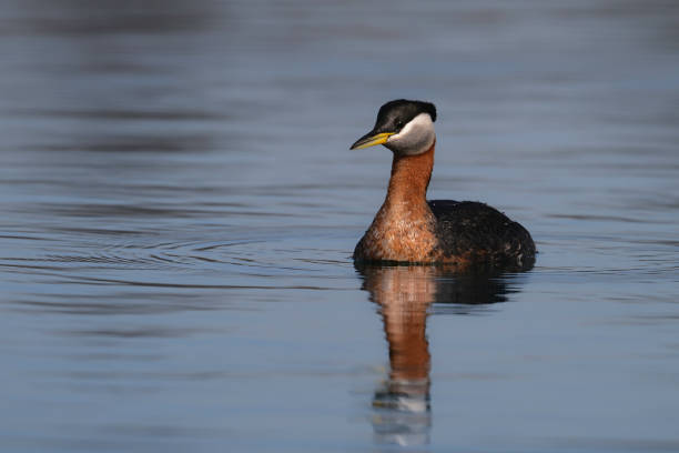 istock Red-necked Grebe duck swimming alone on a lake 2087151753