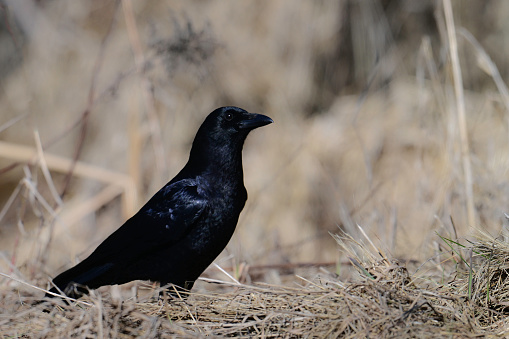 An American crow stands along the side of a country road looking for food