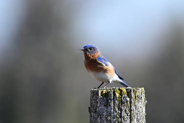 istock Male Eastern Bluebird on a fence post 2087165729
