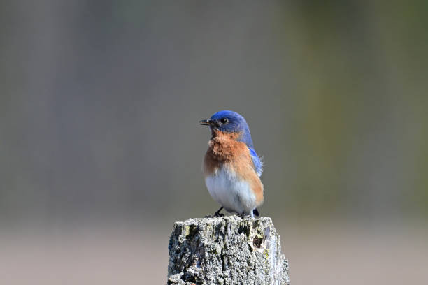 A bright colorful vibrant blue male Eastern Bluebird sits perched on a fence post singing
