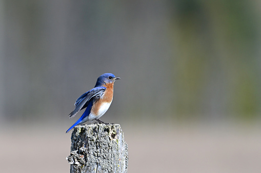 A bright colorful vibrant blue male Eastern Bluebird sits perched on a fence post