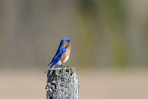 A bright colorful vibrant blue male Eastern Bluebird sits perched on a fence post