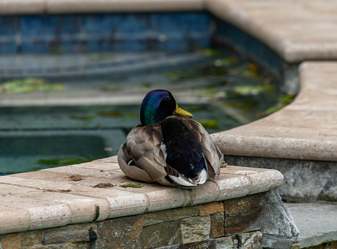 Male mallard ducks near a backyard swimming pool in Los Angeles, Southern California