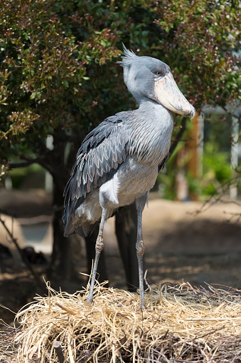 Shoebill stork standing on the grass taken from the side. It is also known as the whalebill, a whale-headed stork.