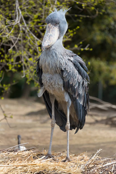 istock Standing Shoebill Stork on grassland. 2087216193