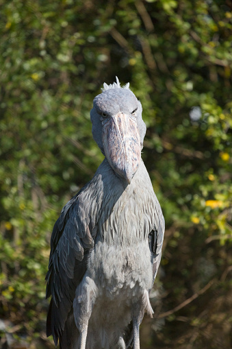 Portrait of shoebill stork. It is also known as the whalebill, a whale-headed stork.