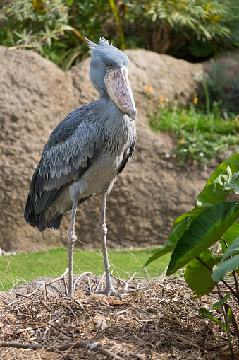 Shoebill stork stands still. It is also known as the whalebill, a whale-headed stork.