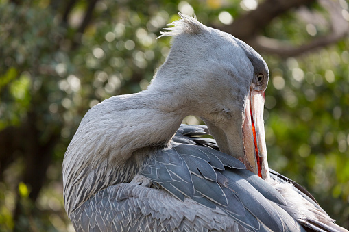 Looking back and preening shoebill stork. It is also known as the whalebill, a whale-headed stork.