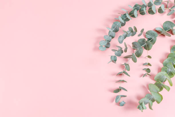 istock Three green branches with leaves lie on the right on a pink 2087216426