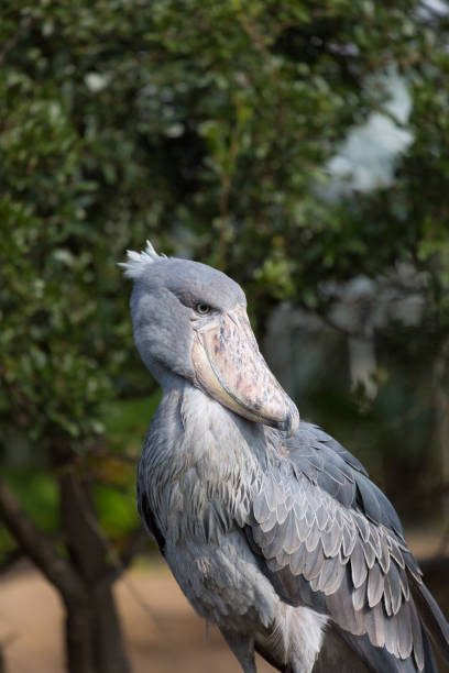 istock A shoebill stork looks back at something. It is also known as the whalebill, a whale-headed stork. 2087216963