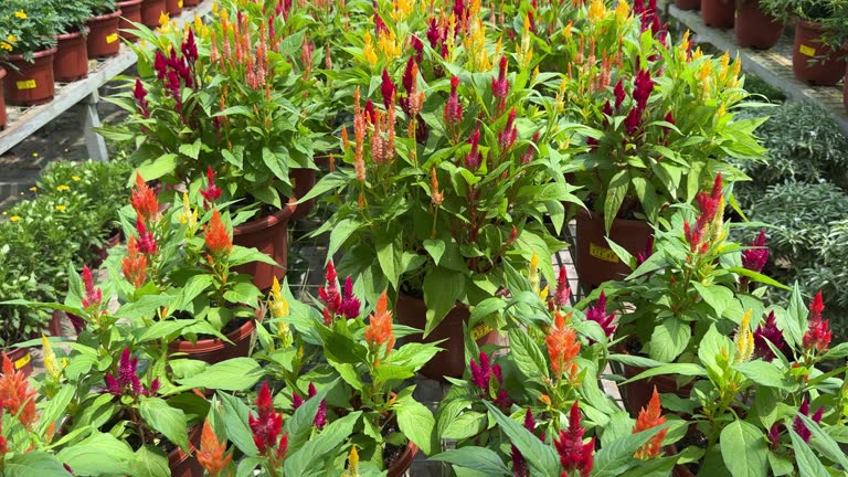 Tilt-up shot of the beautiful plants of Celosia Argentea (Chinese New Year Flowers).