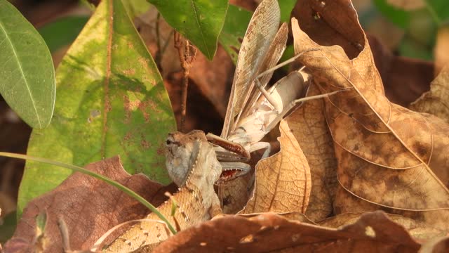 Lizard attacking mantis and eating .