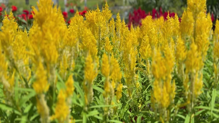 feathery blooms of Celosia Argentea (Chinese New Year Flowers). Slow-moving scene.