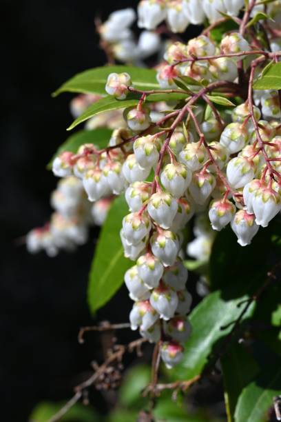 istock Japanese andromeda flowers. Ericaceae evergreen shrub. 2087252078