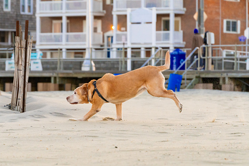 Avon By the Sea, New Jersey - Senior Yellow Labrador Retriever Chief running and playing on the beach