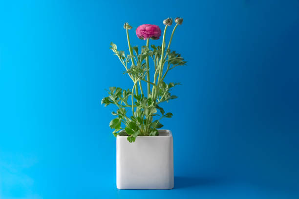 Financial metaphor for: growth, investment, maturity, payoff, reward, nurturing investments for long-term growth, sustainability.