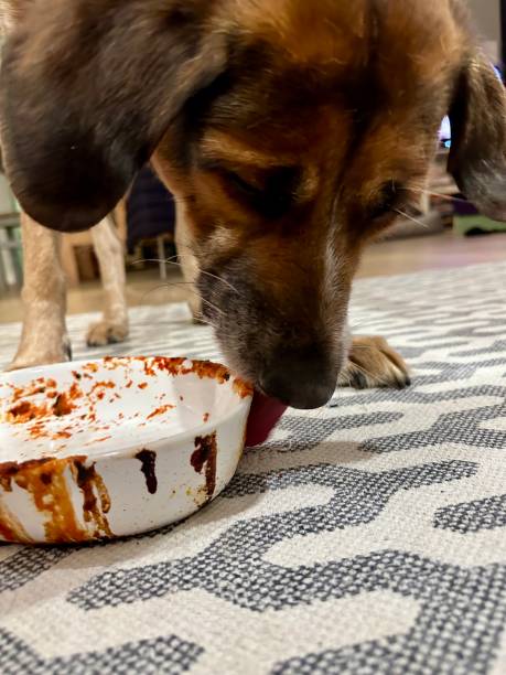 istock Mixed breed dog licking out casserole dish 2087311663