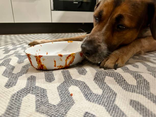 istock Mixed breed dog licking out casserole dish 2087311980
