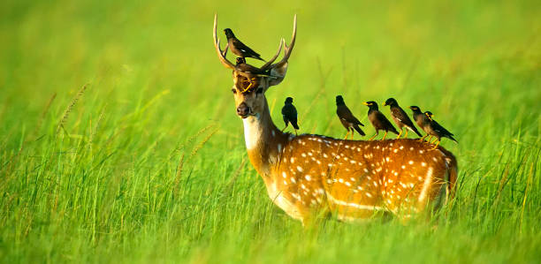 istock Spotted Deer and Mynas perched atop. 2087313025