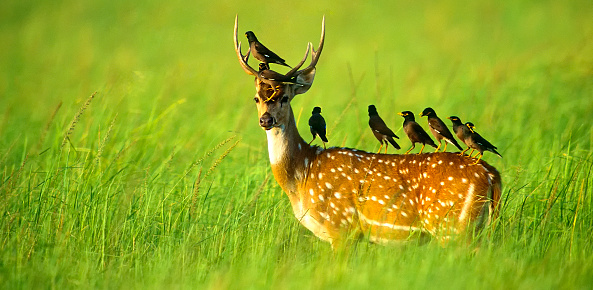 Portrait of an Indian spotted deer (Chital) with common mynas perched atop its head and back in the majestic grasslands of Corbett Park, India.