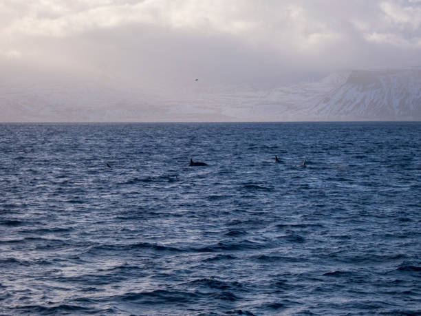 istock Killer Whale at sea in iceland 2087322694