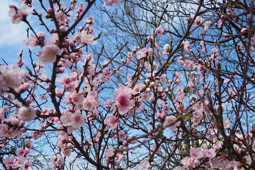 Apricot or peach branch with flowers in spring bloom. Pink purple spring flowers. Prunus armeniaca flowers with five white to pinkish petals. They are produced singly or in pairs in early spring.