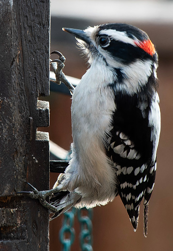 A Woodpecker arrives on the deck