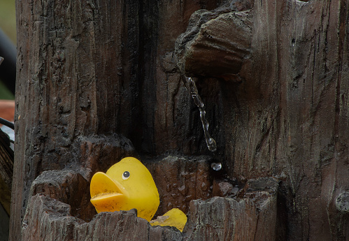 Rubber Duckie on a garden water fountain
