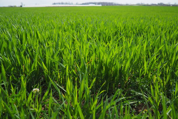 Good crops of winter wheat in the spring farm field. Green sprouts of winter wheat background. View of green meadow with growing young cereals grass. Agricultural business. Triticum aestivum. buenas cosechas de trigo de invierno en el campo agrícola de primavera. brotes verdes de fondo de trigo de invierno. vista de la pradera verde con el crecimiento de la hierba de los cereales jóvenes. negocio agropecuario. triticum aestivum