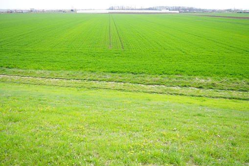 Good crops of winter wheat in the spring farm field. Green sprouts of winter wheat background. View of green meadow with growing young cereals grass. Agricultural business. Triticum aestivum.