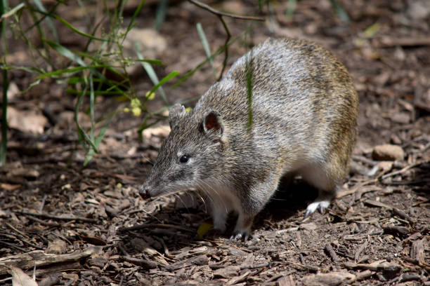 istock this is a side view of a bandicoot 2087353202