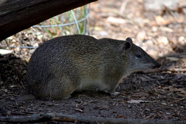 istock this is a side view of a bandicoot 2087353208