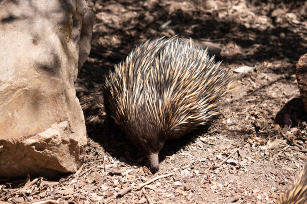 istock the echidna is looking for ants to eat 2087354746