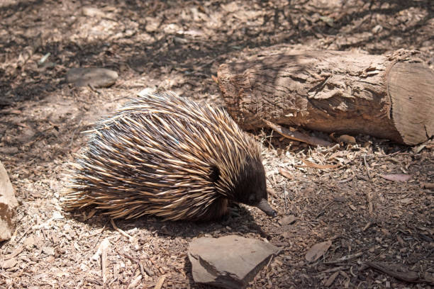 istock the short nosed echidna is looking for ants to eat 2087355258