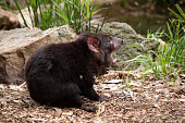 this is a side view of a Tasmanian devil