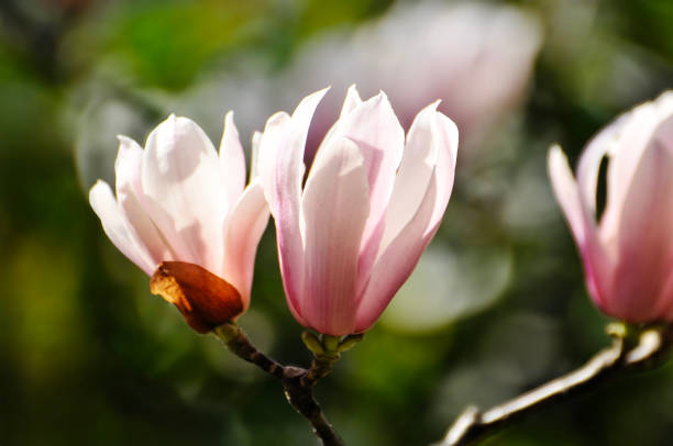 istock lovely magnolia blossom in springtime 2087359966
