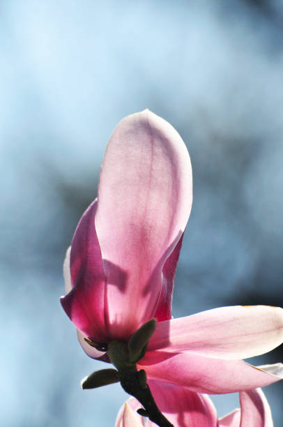 lovely magnolia blossom in springtime