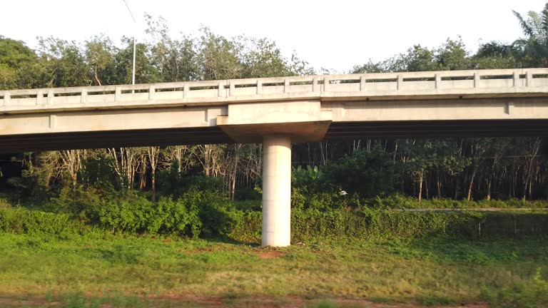 Wide train window overlooking countryside with palm trees and meadows